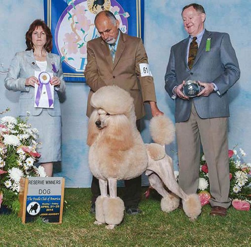 Thank Alan presented Cesare in the Open Dog Class at the 2014 PCA Specialty, and Cesare brought the house down when he went Reserve Winners Dog, the first apricot in history to win such an honour!!! So many thanks to Debbie Cozart for paving the road, and of course to Team Waterman for a job well done.