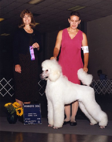 After careful consideration Elie decided the AKC show ring doesn’t excite him and moved on to more fun things in life. CD, TD, NA, NAJ.
