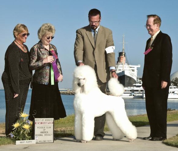 Maximus is shown winning WD and Best Standard Puppy to finish with a 5pt major under 
<br>Janice Pardue at the PCA Regional Specialty in Long Beach, CA.  He also went BOS to 
<br>BOV at the Poodle Club of Southern California Specialty show over many specials 
<br>under judge Daniel Augustus. Both well respected Breeder Judges. A special 
<br>Thank You for the expertise handling of Martin Gregory assisted by Debbie Murray.