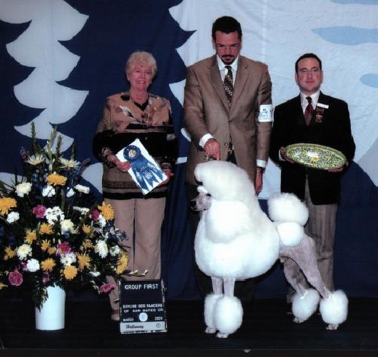 At 6 months of age, he acquired both of his majors in only two weekends with BOV over 
<br>Specials! At 7 months he had acquired 4 majors and finished his Championship. DaVinci 
<br>had Multiple BOB and BOV wins as a Puppy Special, he is now a Multiple Group winner.