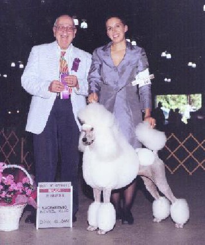 “Bambi” finished her Championship with 3 majors before the age of two! Her brother Multi BIS, Group Winner Am/Jap Ch. GregMar Glory Bound “Justin” was WD/BOW at the PCA National Specialty 2003, BOS at the PCA 2004, an Award of Merit at the PCA 2005 and was also the #1 Standard Poodle and #1 Non-Sporting dog in America. Her dam was Winner Bitch at The PCA 1995.