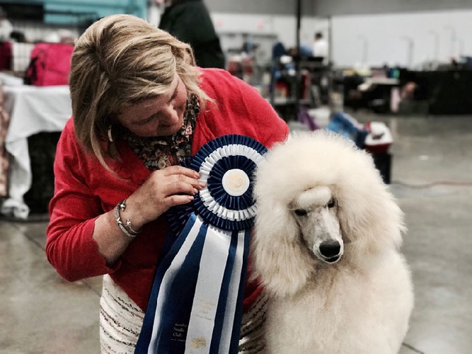 We would like to thank all the Judges who made it possible for our Special girl Kalina to become a champion at 10 months of age. A special thank you to Judge Ray Stevens, who found Kalina at seven months and awarded her BOW and BISSP, and thank you Judge Inge Semenschin for awarding Kalina BV over Specials and finishing her championship that day!!!
