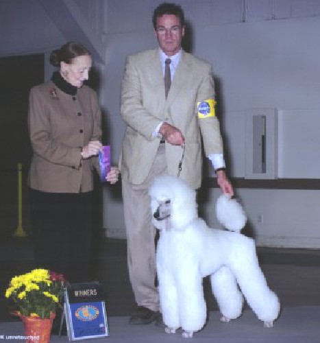 Mia received her 1st major at only 10 months old. Thank you to well respected judge Sandra Goose Allen. Her accomplishments include Non-Sporting Puppy Group 1, Best of Breed Puppy at the Prestigious Sir Francis Drake KC. Nearing her Championship, Mia only needs 1 major and 3 single points.