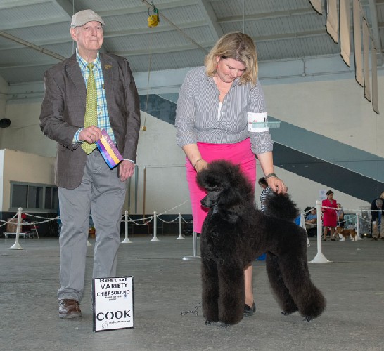 Posh is beautifully presented by Amy Rutherford. She had fun showing her first time in the ring. We are looking forward to many happy moments in the future! Thank you Mr. Donavon Thompson!