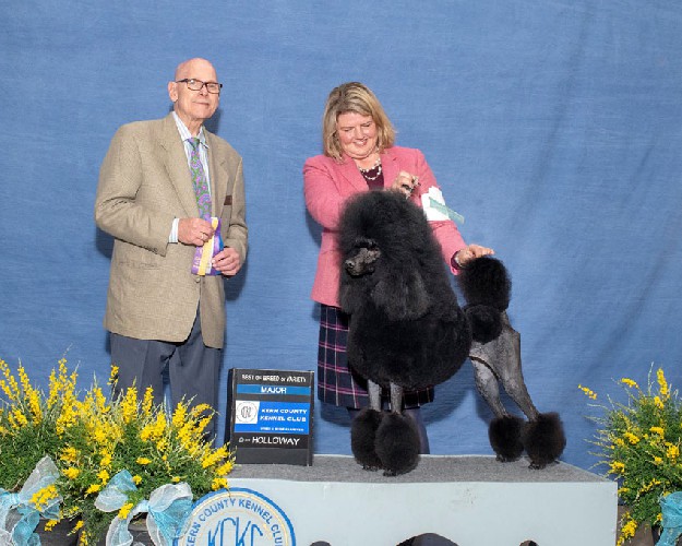 Thank you to Judge Gary L. Doerge, for awarding Posh a 5 point major, BOW, BOB, and BOV. Thank you to Amy and her wonderful team for the expert handling!
